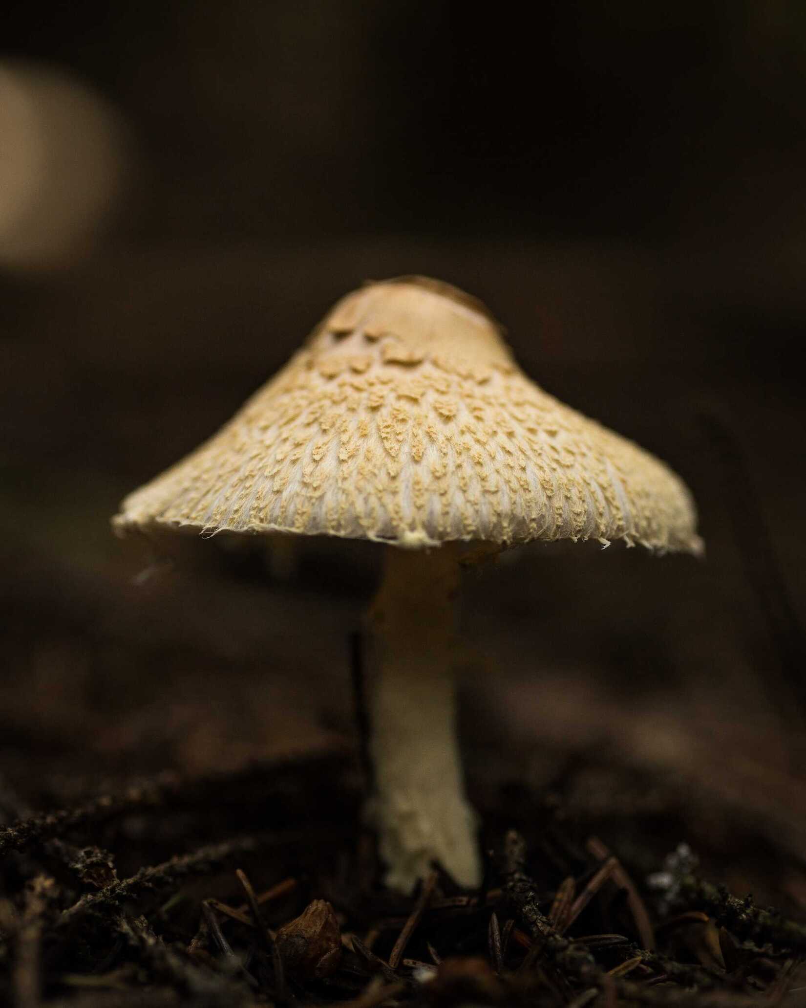 Het wonder van mycelium: Een duurzame revolutie in materialen